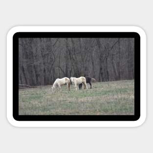 Wild Horses Sticker